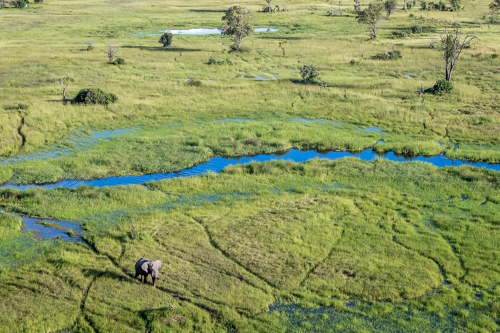 aerial photography elephant okavango delta An iconic wetland system