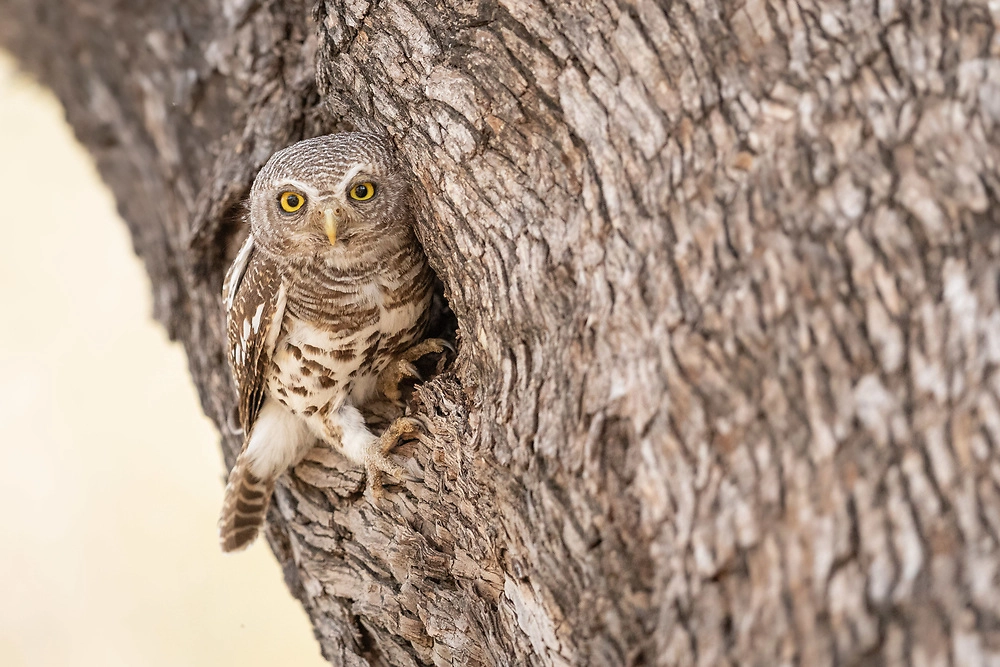 Barred Owl bird in the Okavango Delta by Charl Stols The Okavango river is an important bird area