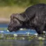 big 5 photo tour