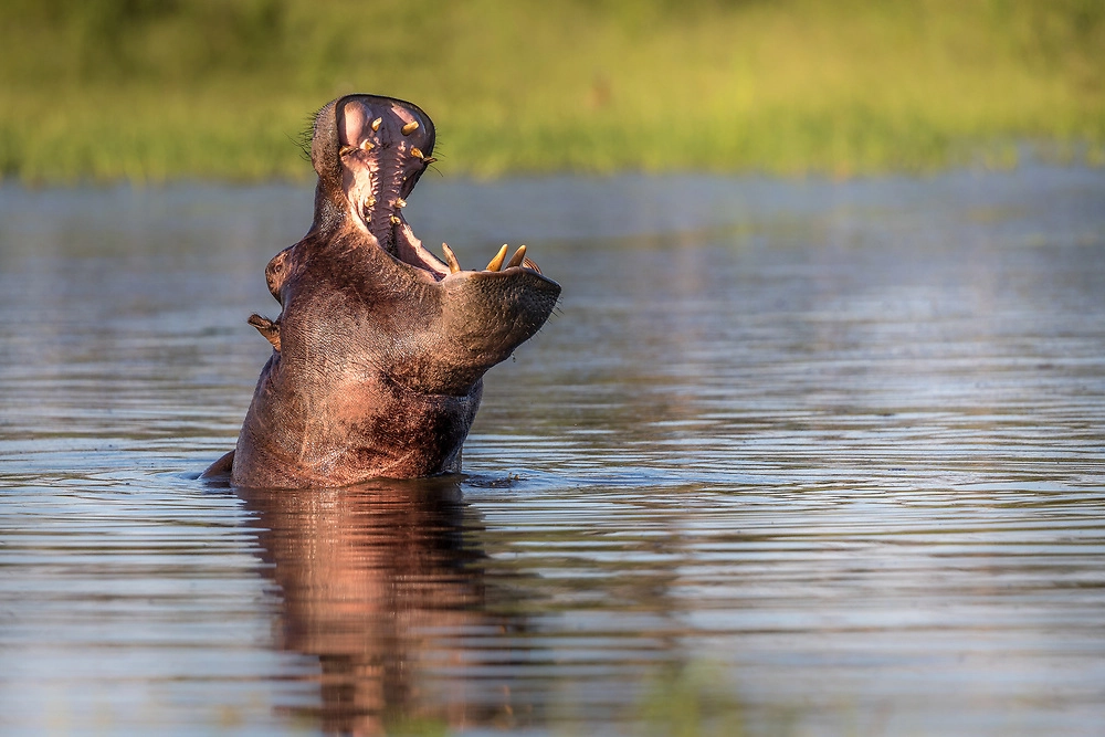 A hippo enjoying the Okavango river by Charl Stols A hippo enjoying the Okavango river