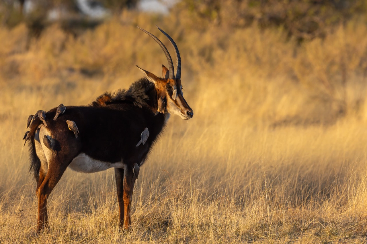 Sable antelope make for great game viewing on a Okavango Delta Photo Safari