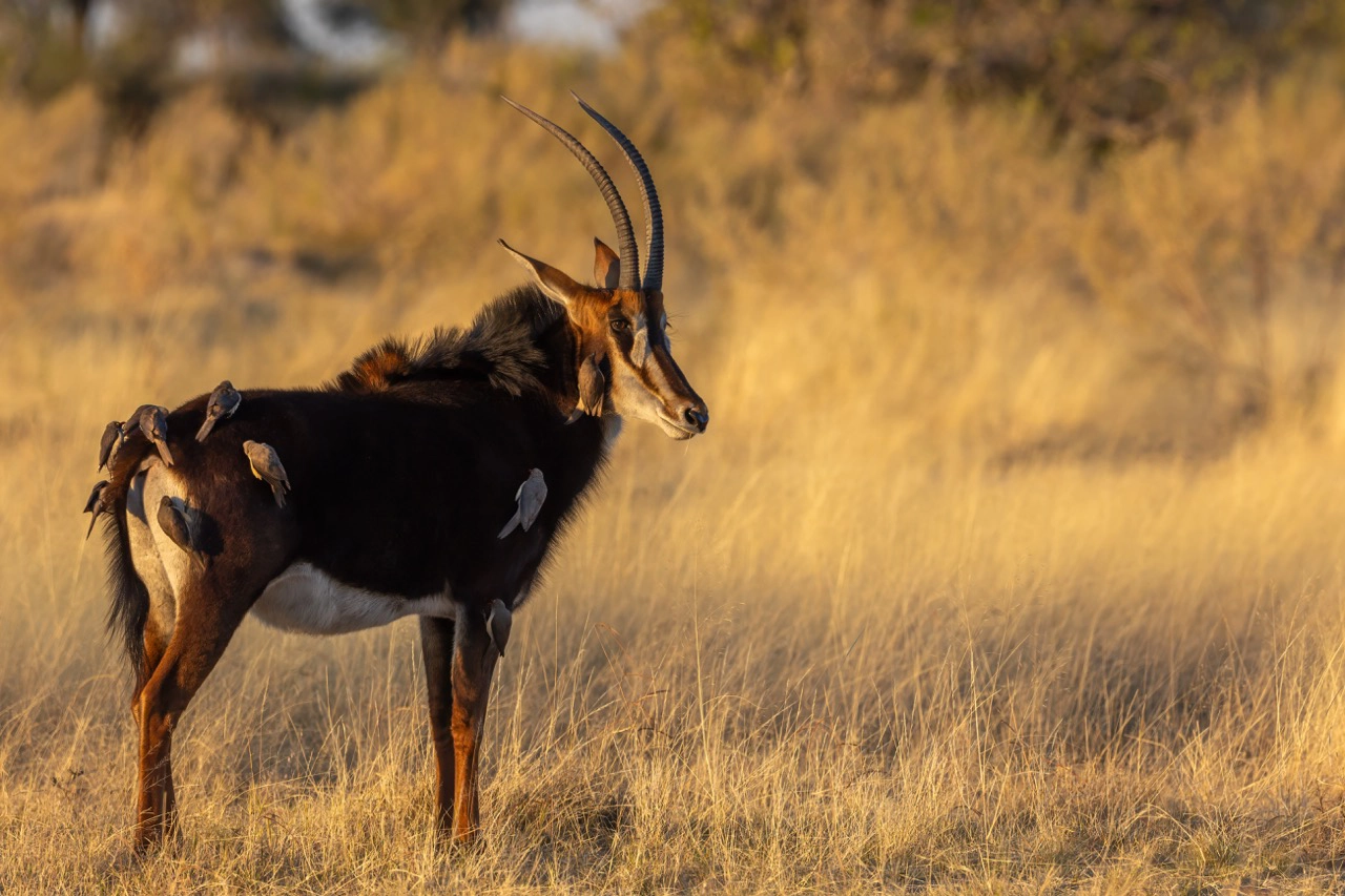 okavango delta sable photography Sable antelope make for great game viewing on a Okavango Delta Photo Safari