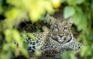 okavango delta wildlife photography guide