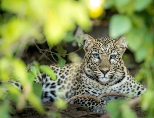 The Okavango Delta