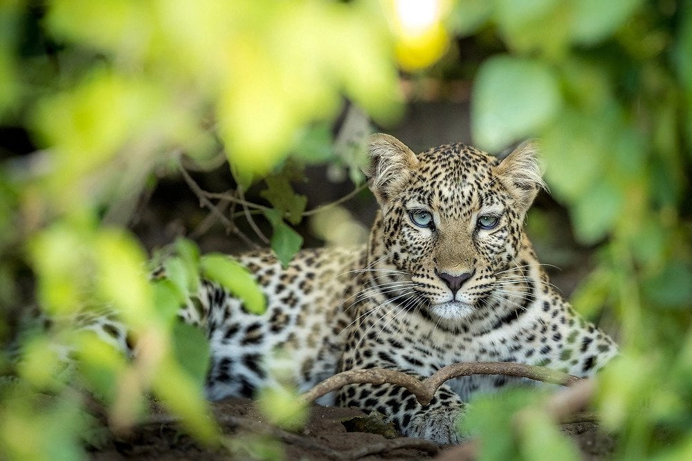 okavango delta wildlife photography guide