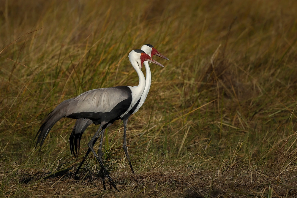 Wattled cranes walking through the flooded grasslands in the Okavango Delta