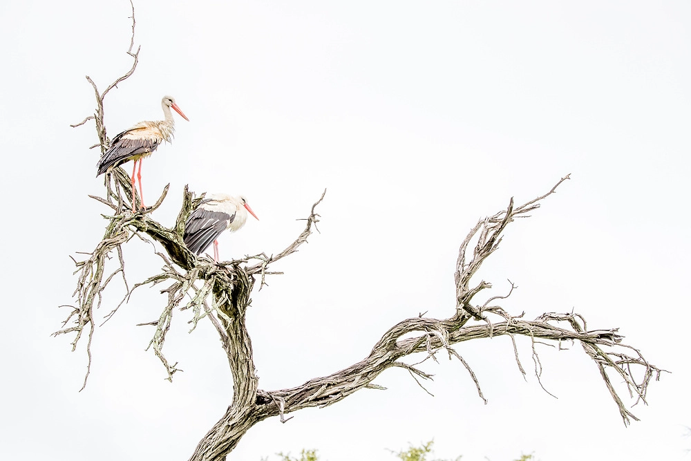 white stork bird photography Okavango Delta