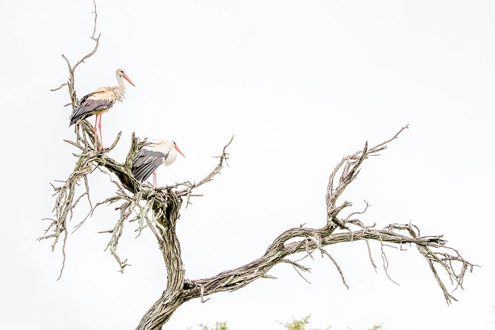 Charl Stols White Stork white stork bird photography Okavango Delta