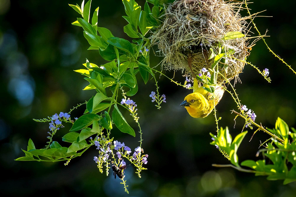 African Golden Weaver nesting in the green season