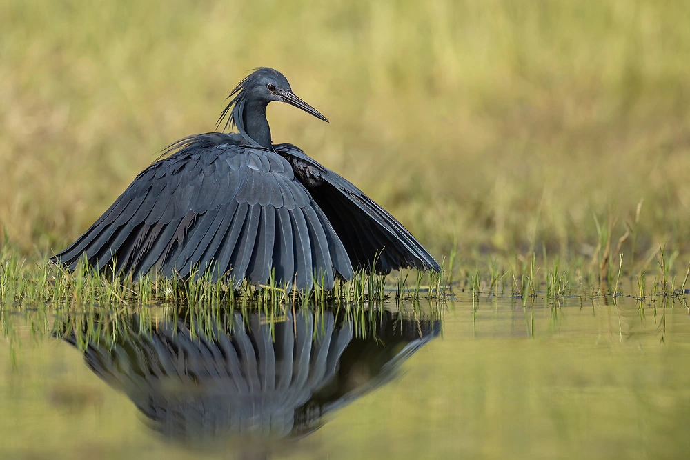 The Black Herons appear later in the year along the Chobe