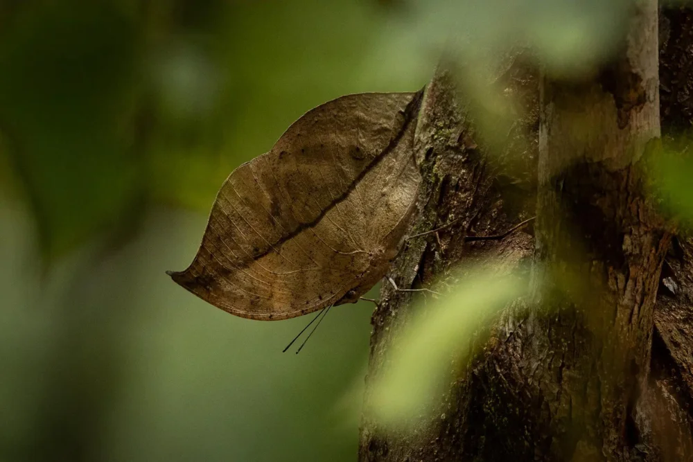 Blue Oak Leaf Butterfly