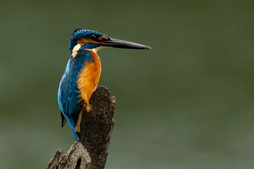 Common Kingfisher