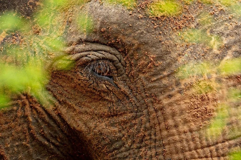 elephant close up yala national park sri lanka Sri Lankan Elephant