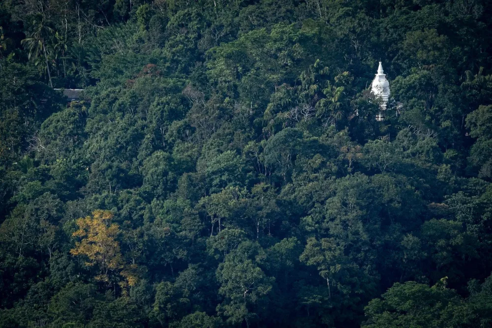 forest landscape in sri lanka Stupa in the landscape