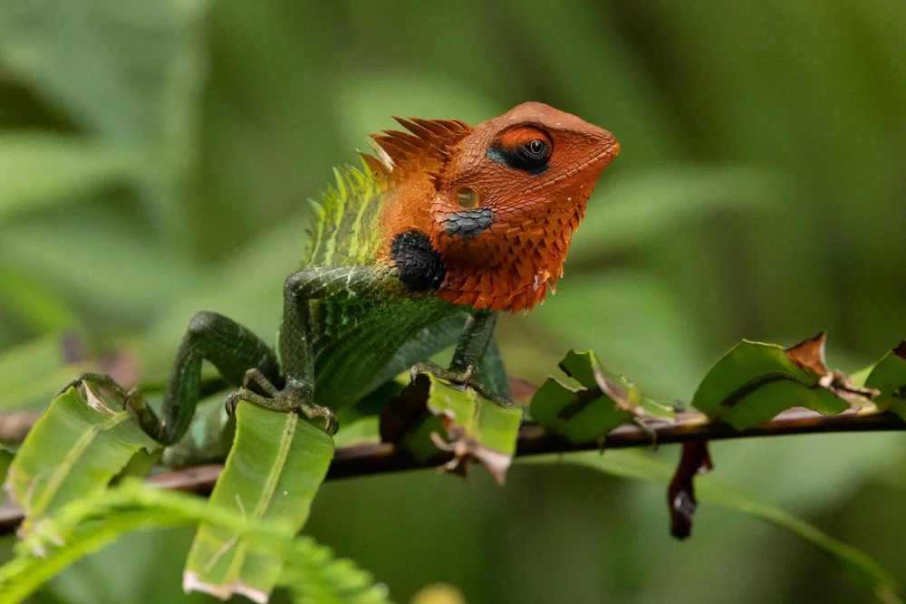 green forest lizard calotes calotes sri lanka Male Common Green Forest Lizard
