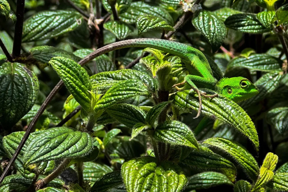 green lizard sri lanka Black Lipped Lizard