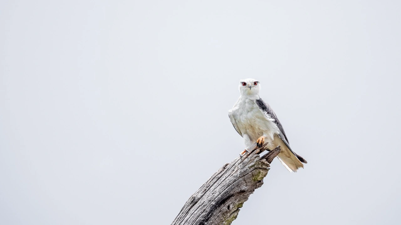 A black-shouldered kite photographed with the rf 200-800mm f6.3