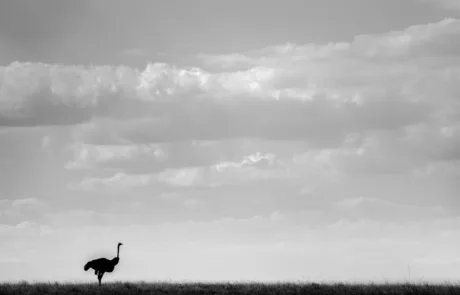 janine krayer wildlife photography 16 large janine krayer wildlife photography 16 large