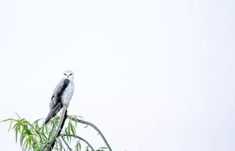 janine krayer wildlife photography 21 large janine krayer wildlife photography 21 large