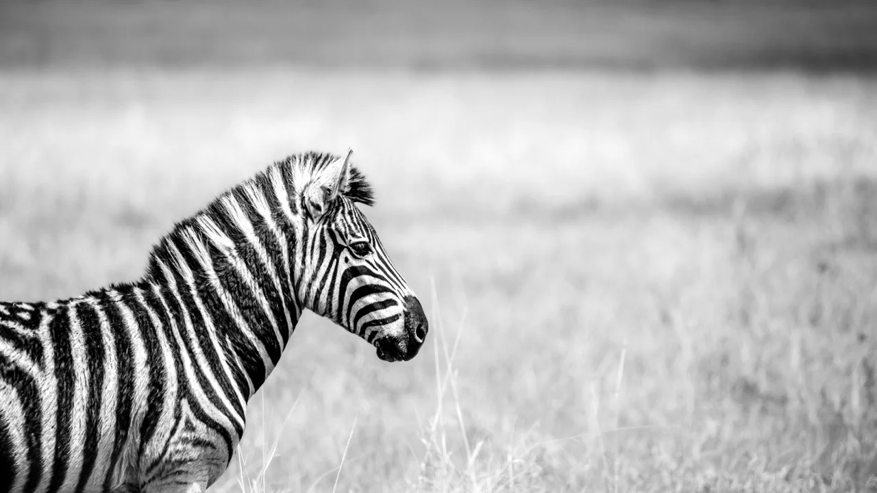 A zebra at Rietvlei Nature Reserve
