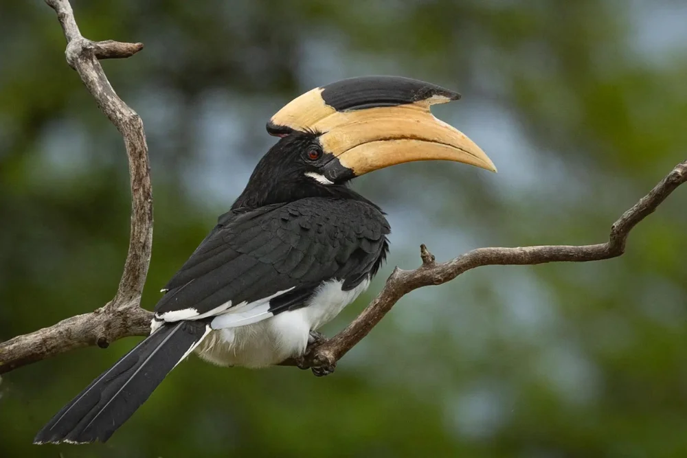 malabar pied hornbill sri lanka Malabar Pied Hornbill