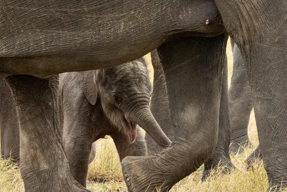 Baby Indian elephant