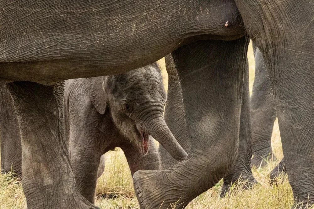 minneriya national park baby elephant sri lanka Baby Indian elephant