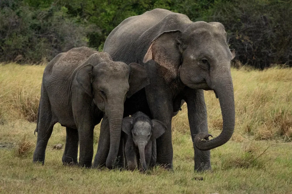 minneriya national park elephant family sri lanka Elephants in Minneriya
