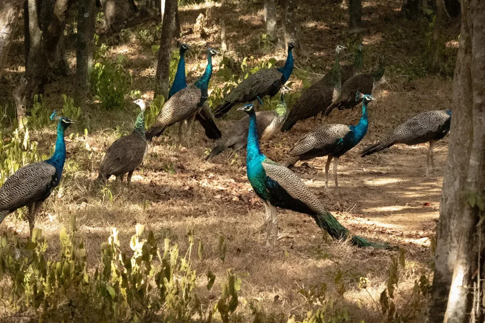 peacock wilpattu national park sri lanka Peafowl in Wilpattu