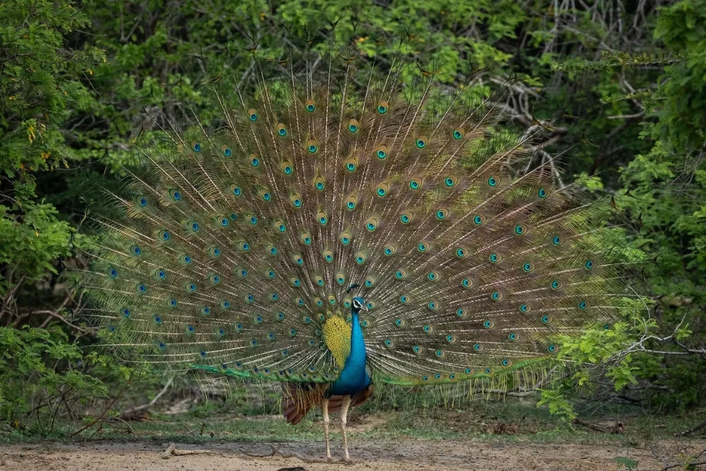 peacock yala national park sri lanka Peacock in Yala