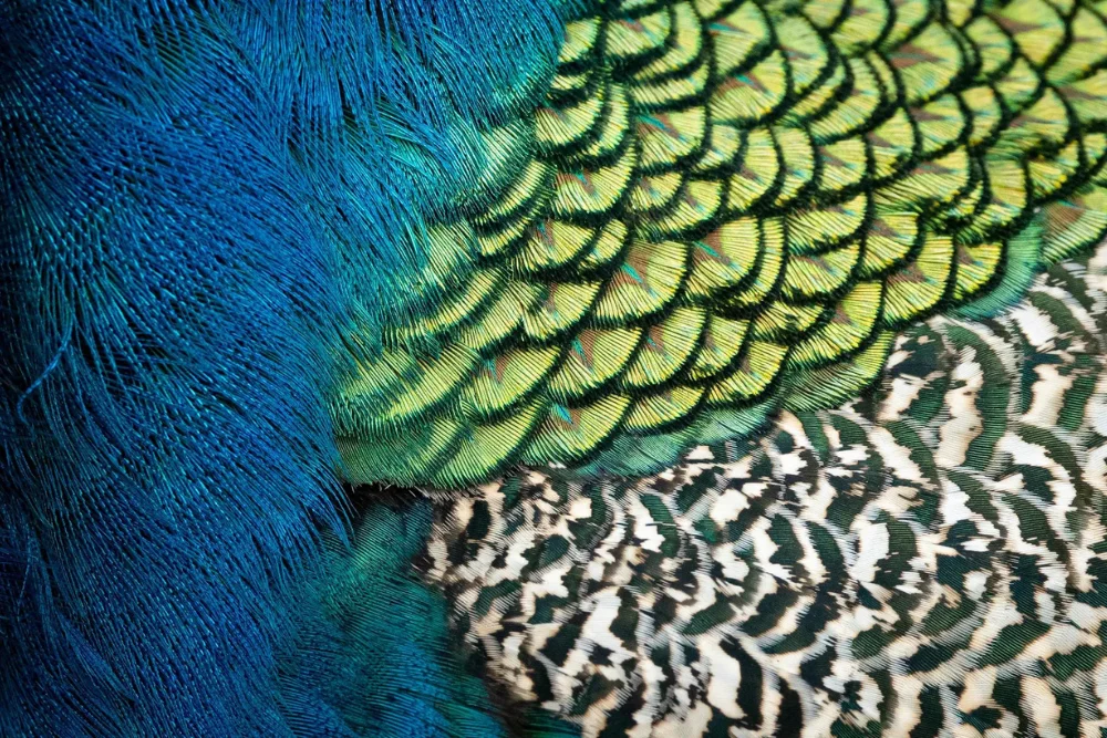 Peacock Feathers