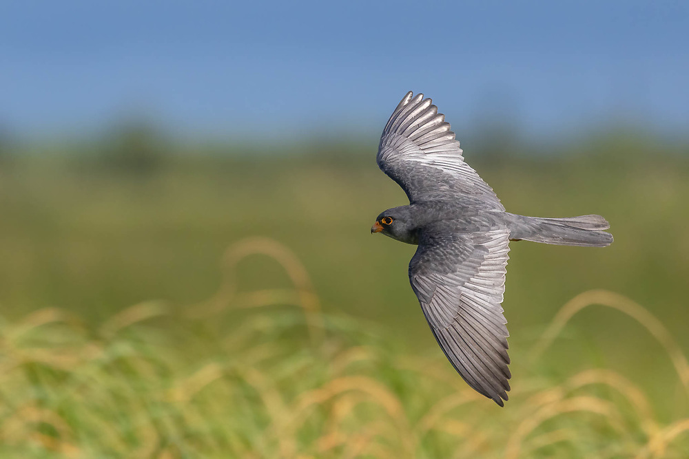 Amur Falcon's are some of the last migrants to arrive