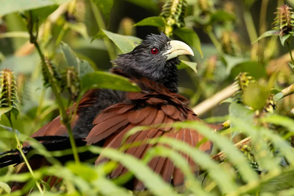 sinharaja forest reserve sri lanka Green Billed Coucal