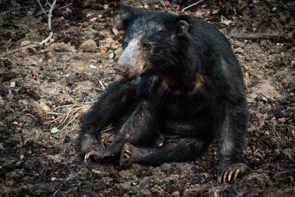 sloth bear wilpattu national park sri lanka Sloth Bear in Wilpattu