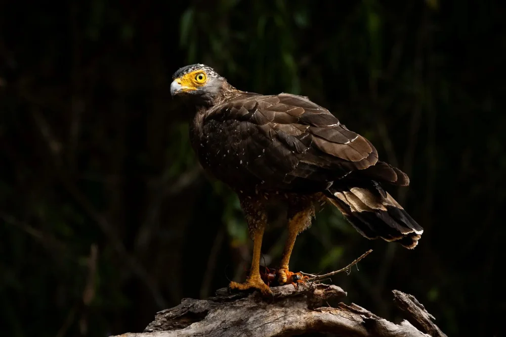 Crested Serpent Eagle