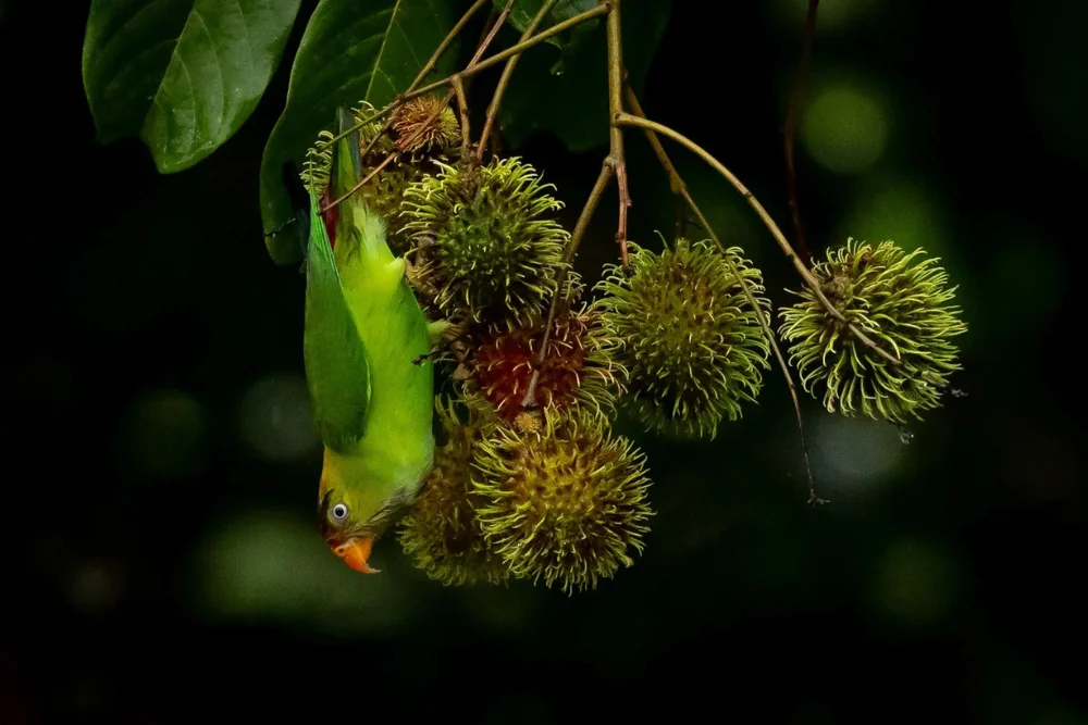 Hanging parrot in a Rambutan tree
