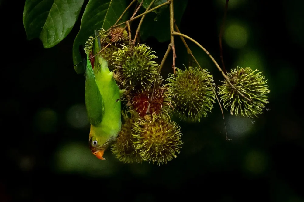 sri lanka hanging parrot Hanging parrot in a Rambutan tree