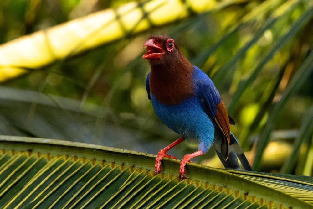 sri lanka blue magpie Sri Lankan Blue Magpie