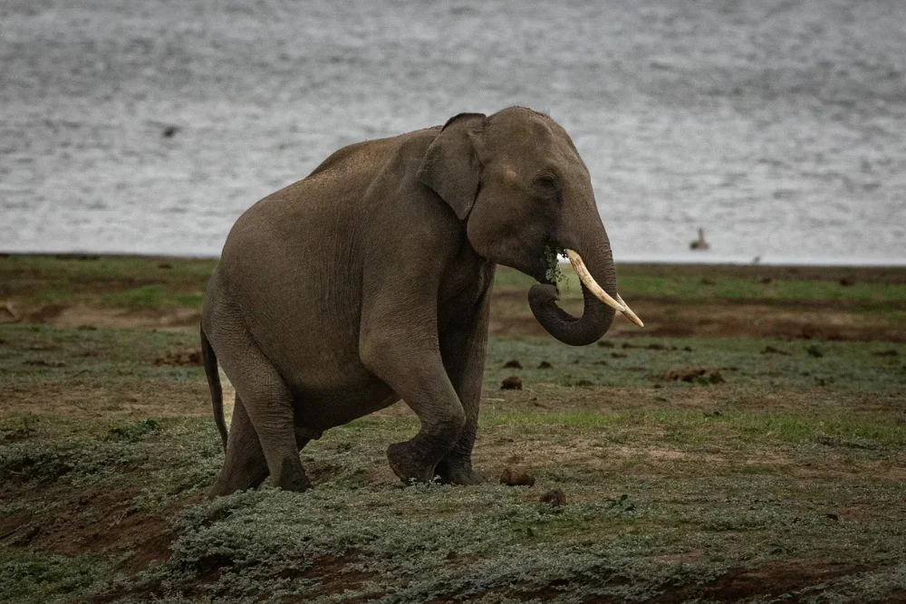 Tusked Sri Lankan elephant