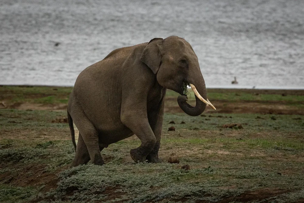 sri lankan elephant Tusked Sri Lankan elephant