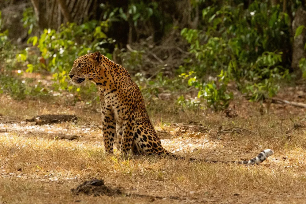 Sri Lankan Leopard in Wilpattu
