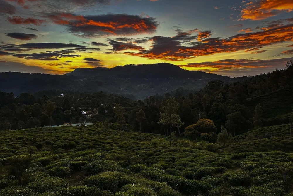 Tea plantation at dawn
