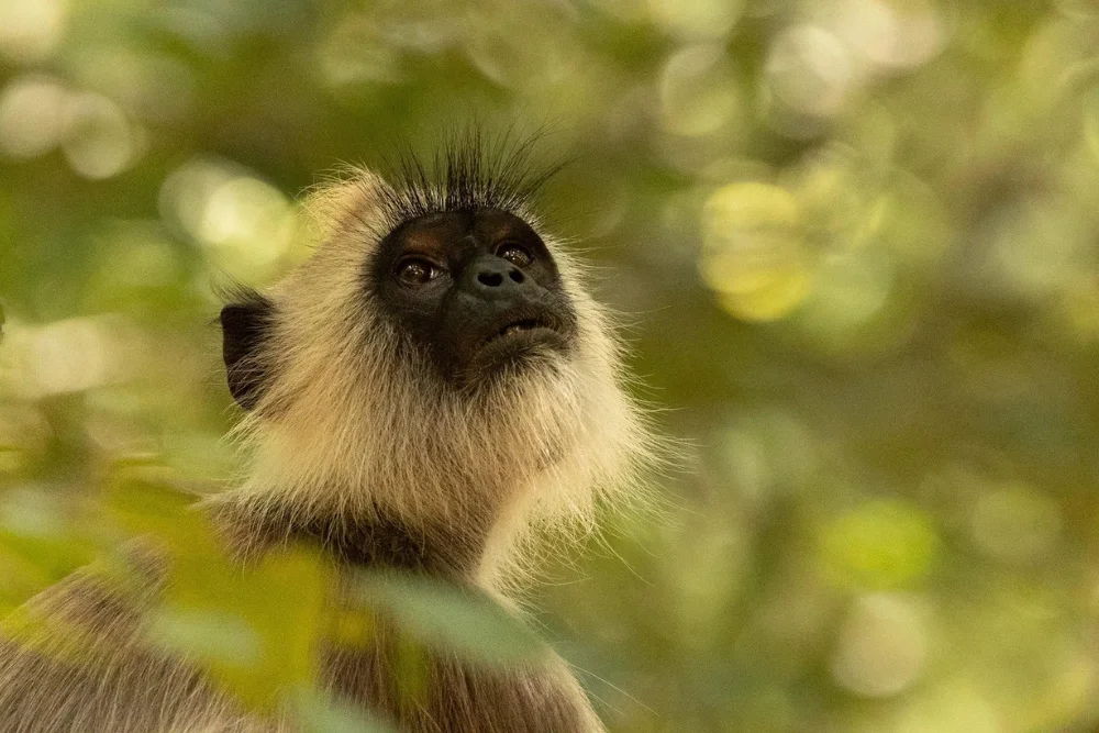 tufted gray langur monkey in sri lanka Grey Langur in Wilpattu