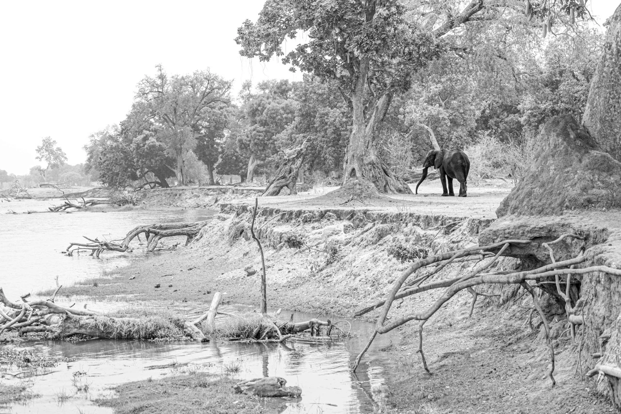 mana pools black and white elephant photography