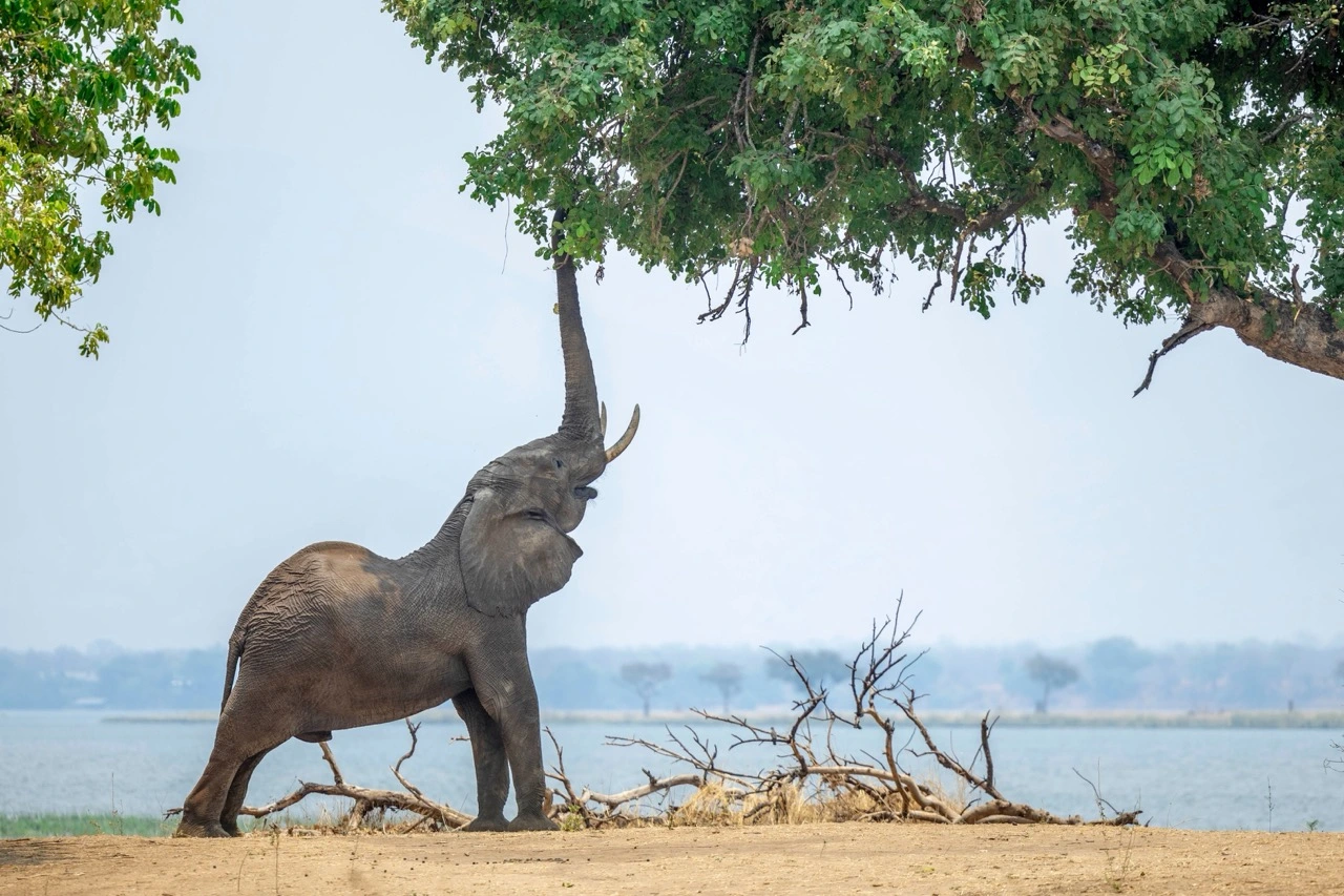 An elephant stretching in front of the might zambezi