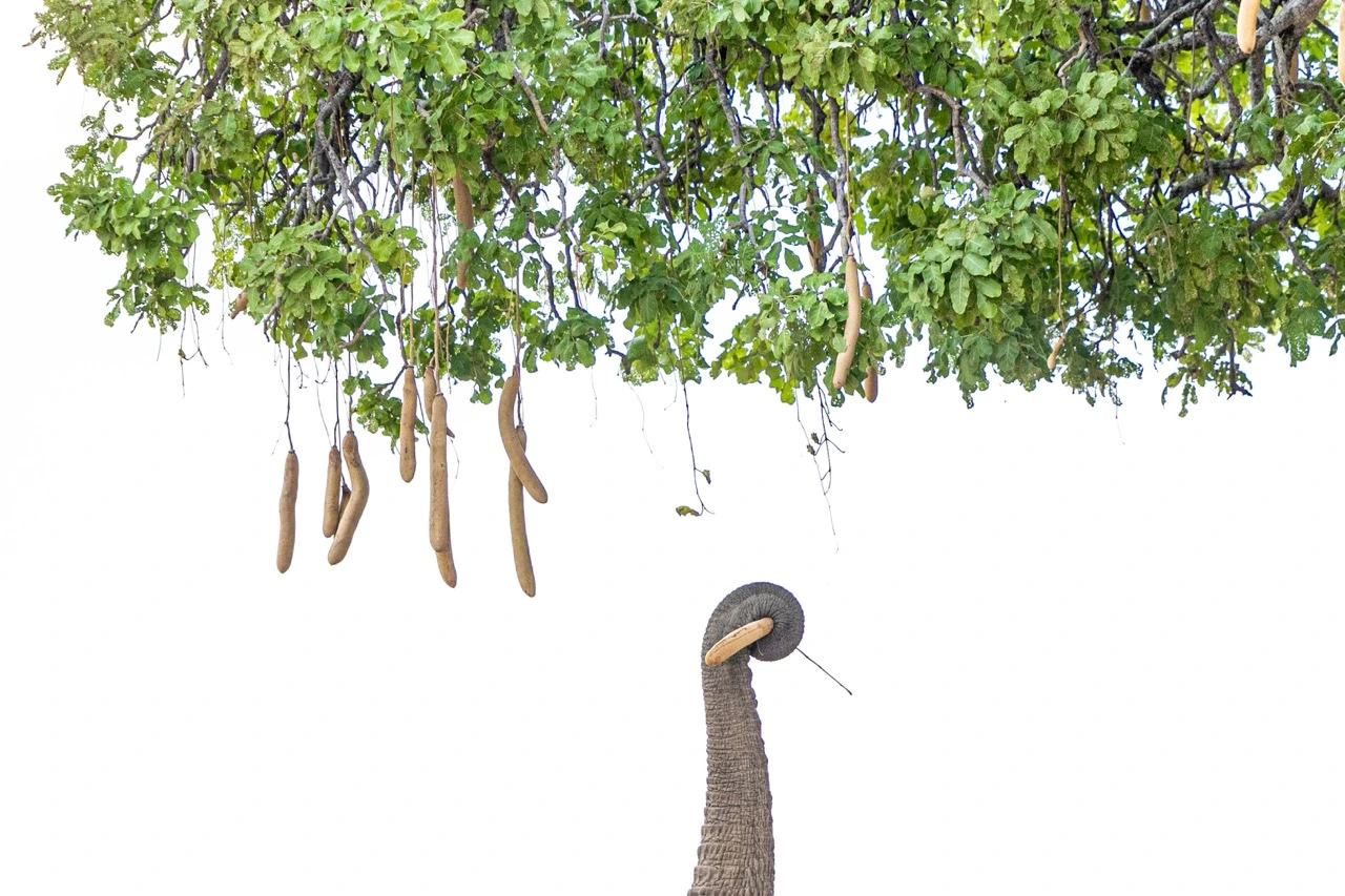 Elephant reaching for sausage tree fruit