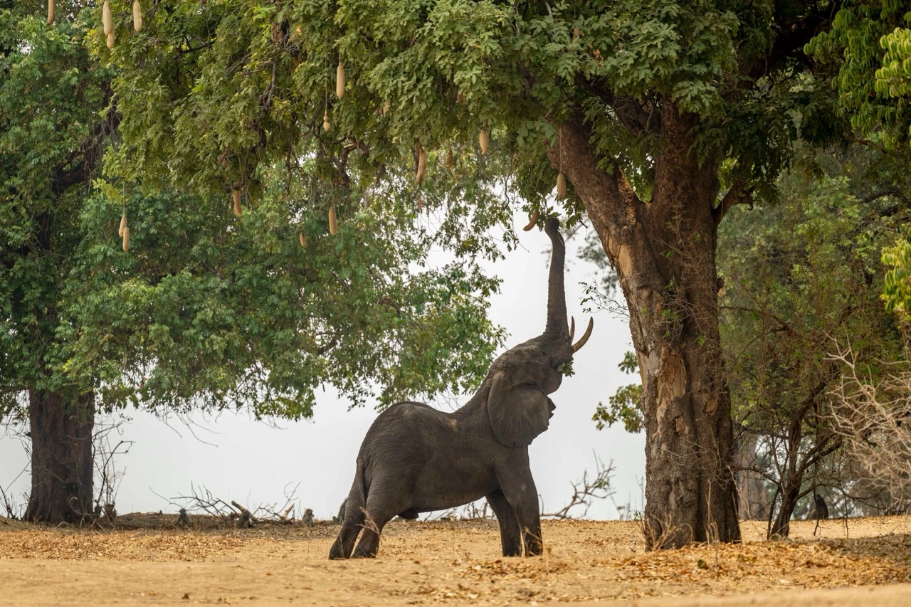 A male elephant stretching for branches in Mana