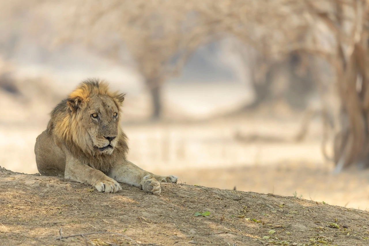 A Mana Pools Lion during a photo safari