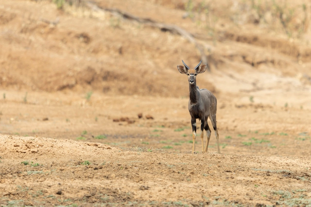 Nyala are not often spotted in Zimbabwe parks so it was a special sight on our walking safari