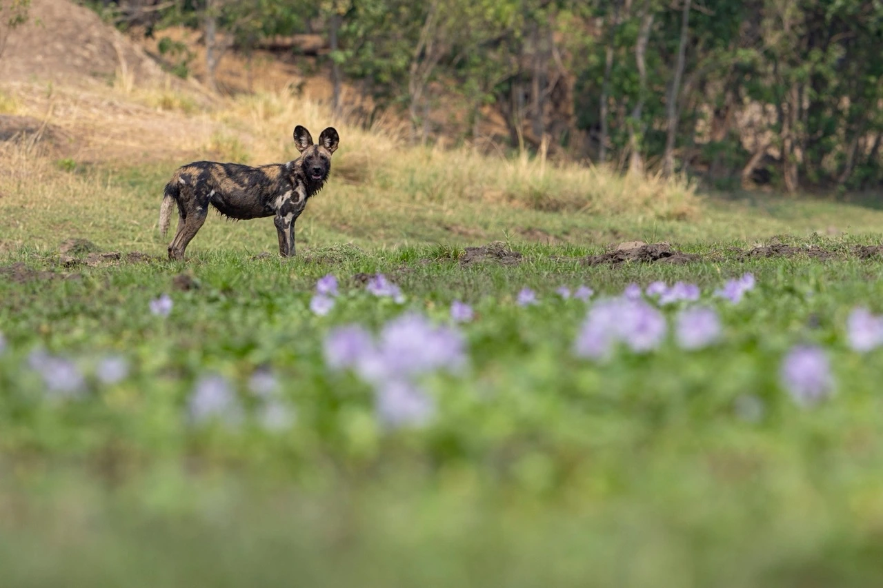 African wild dog walking along the Lower Zambezi Valley 